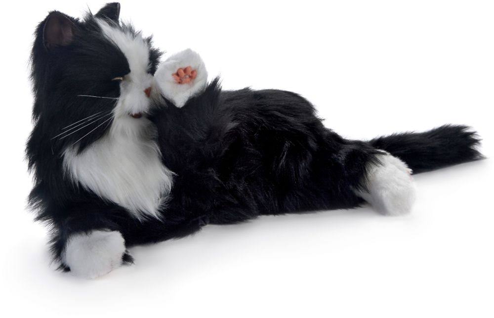 Black White Tuxedo Cat F196